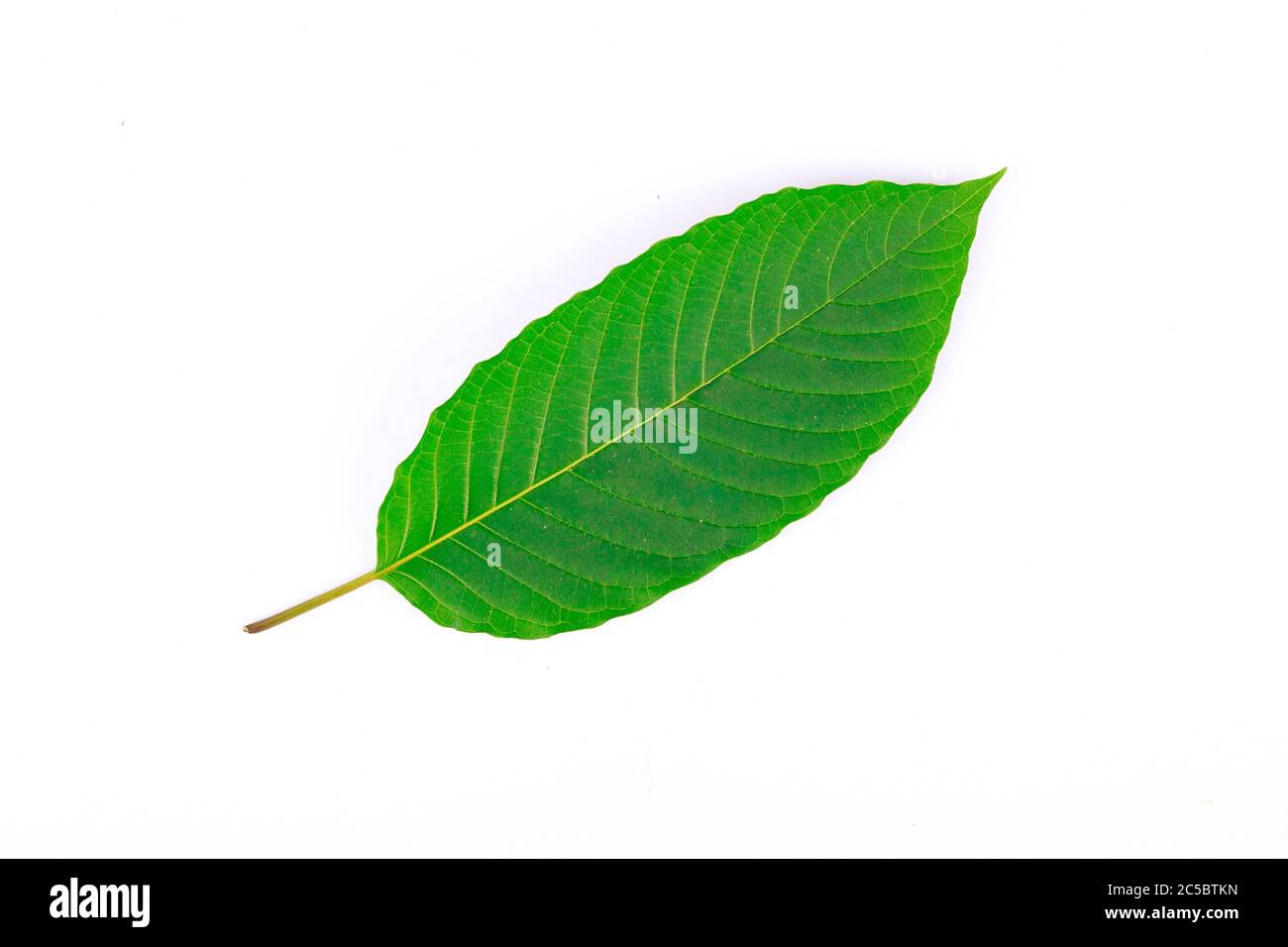 The front of Kratom leaf (Mitragyna speciosa), a plant of the madder family used as a habitforming drug Stock Photo