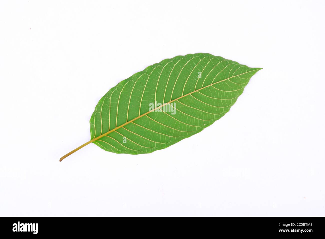 The back of Kratom leaf (Mitragyna speciosa), a plant of the madder family used as a habitforming drug Stock Photo