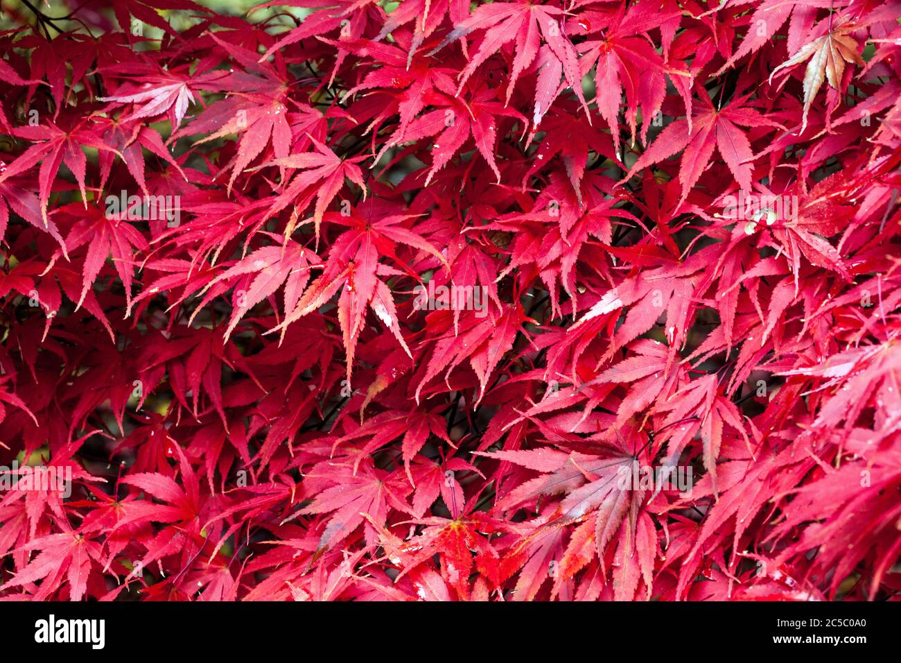 Autumn leaves garden red japanese maple red leaves Stock Photo