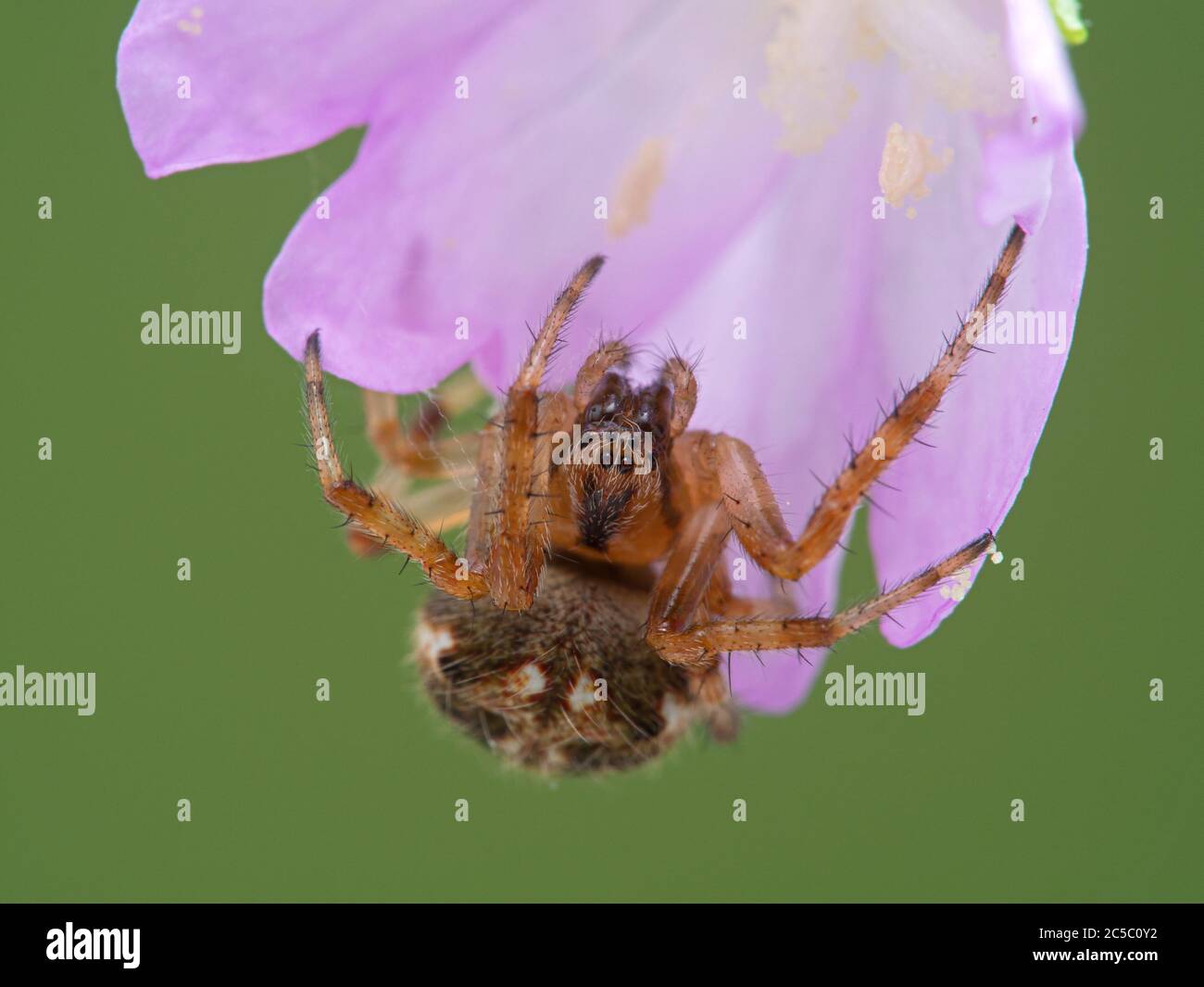 colourful cross orbweaver spider, Araneus diadematus, peering at the camera, upside-down under a flower. This European species has been introduced thr Stock Photo