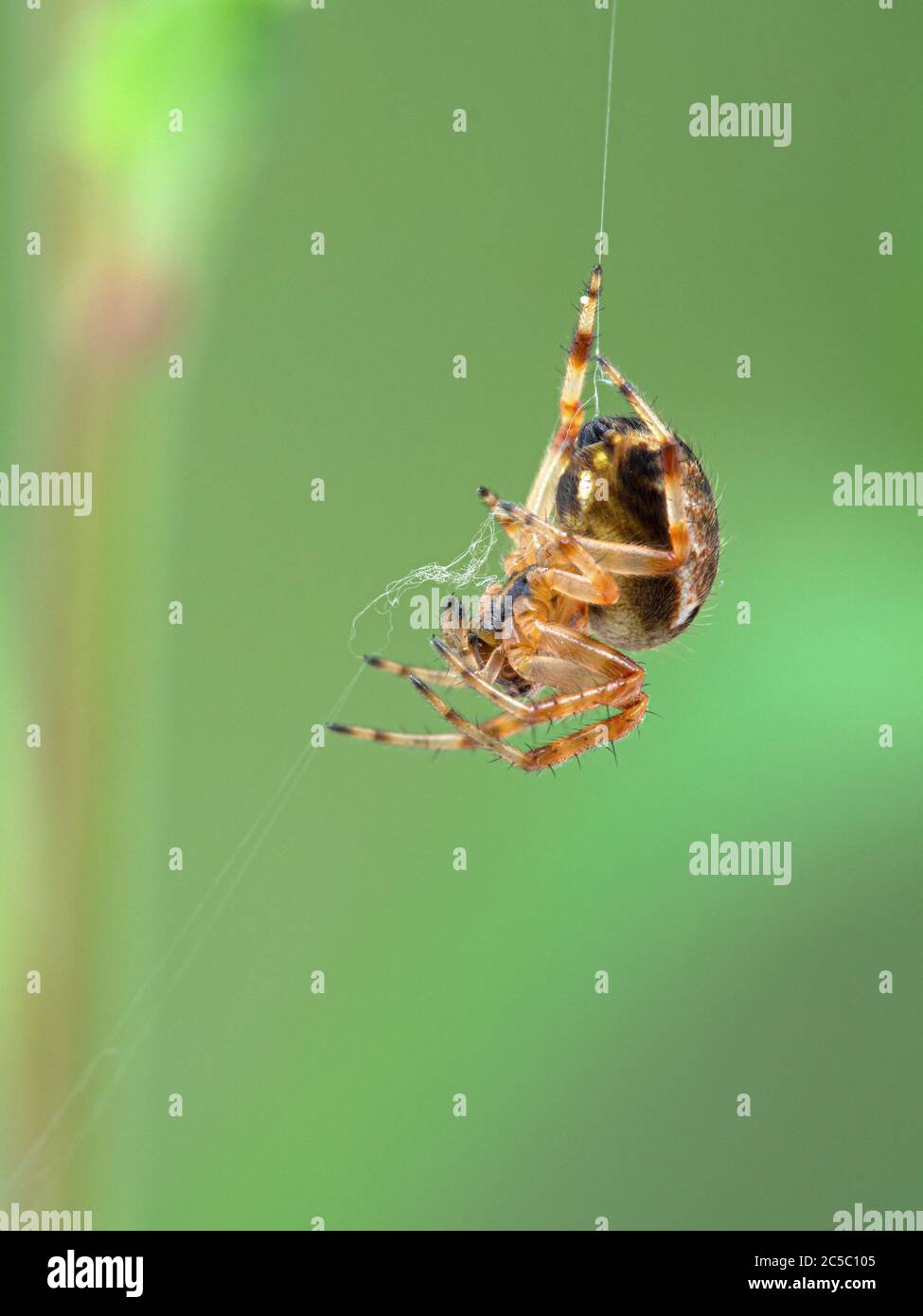 close-up of a colourful cross orbweaver spider, Araneus diadematus, hanging from a thread as it builds a web. Boundary Bay saltmarsh, Ladner, Delta, B Stock Photo