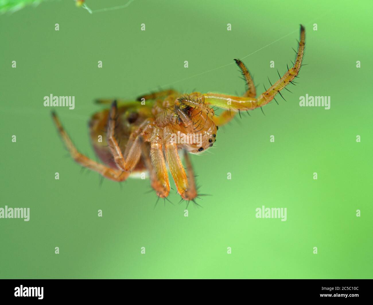 close-up of a tiny sixspotted orbweaver spider (Araniella displicata) hanging upside-down on a web underneath a leaf. Deas Isand, Delta, British Colum Stock Photo