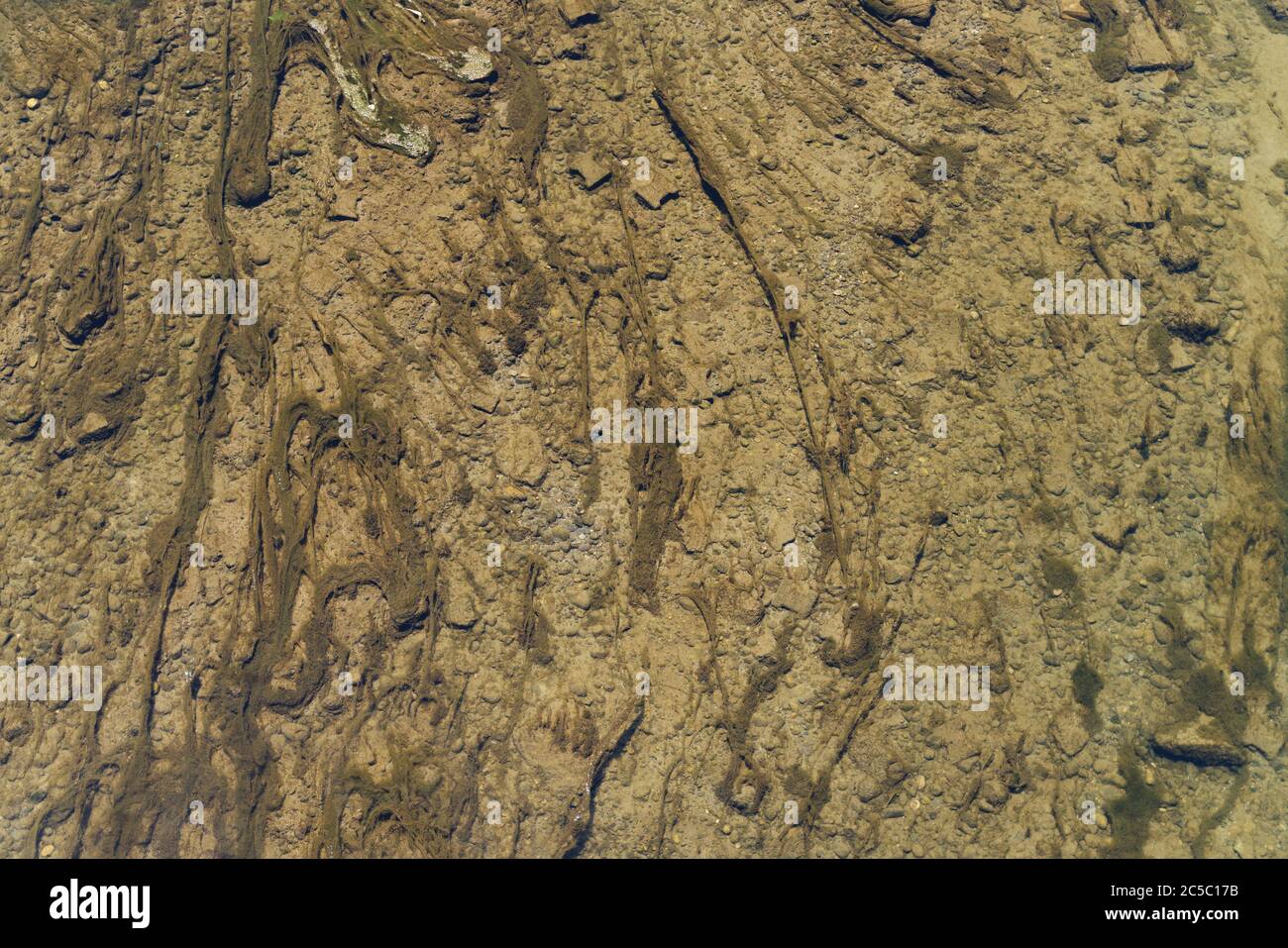 Close up water view with moss. Water design, brown color. Stock Photo