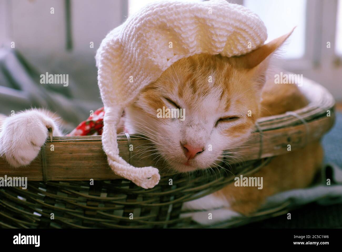Close up portrait of mother cat face wear woolen hat, close eyes, lay down in basket with newborn kitten, pretty pet in orange fur, forelegs hold rim Stock Photo
