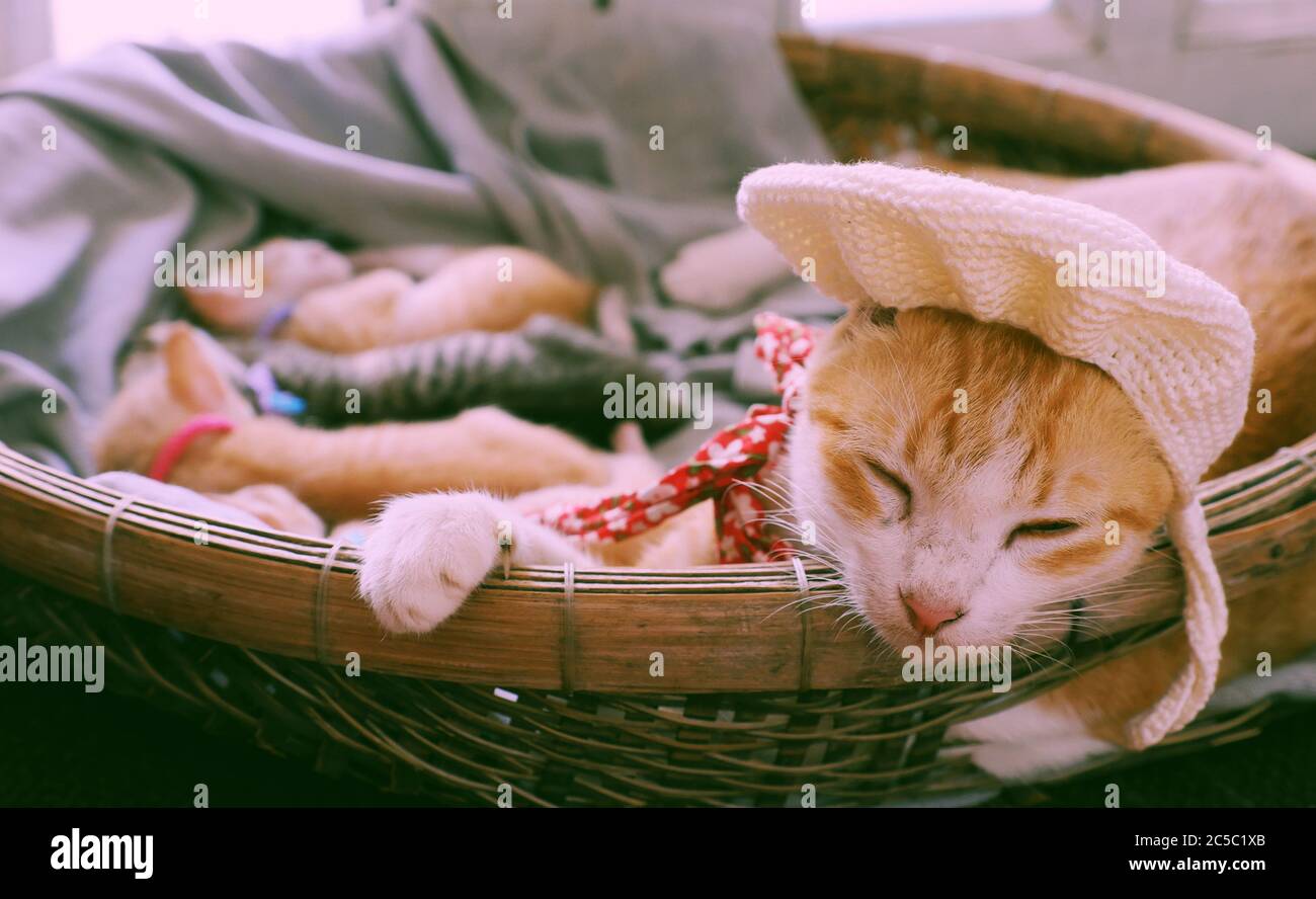 Close up portrait of mother cat face wear woolen hat, close eyes, lay down in basket with newborn kitten, pretty pet in orange fur, forelegs hold rim Stock Photo