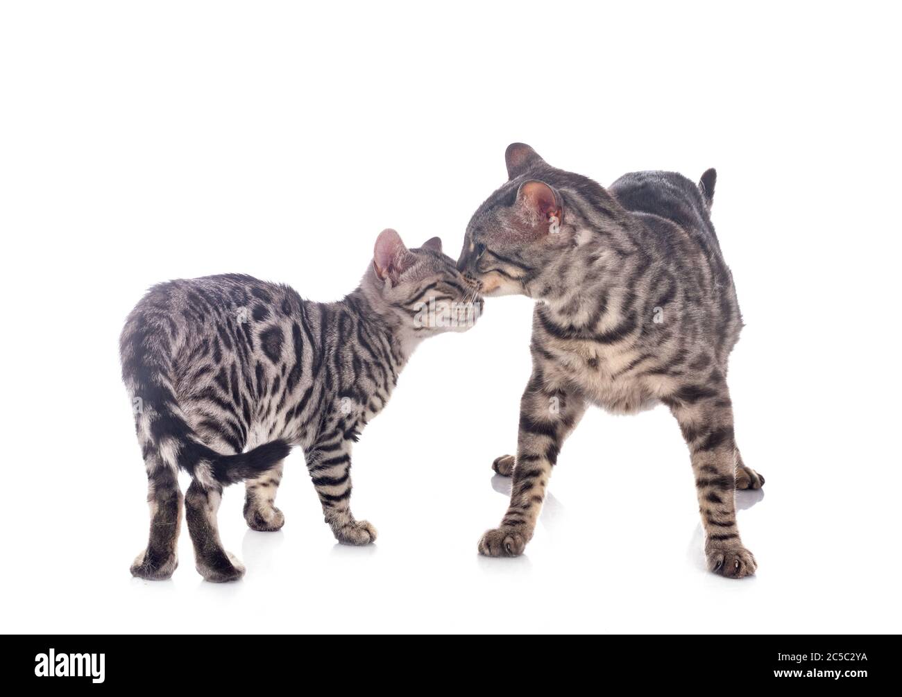 Can A Cat Be Pregnant And In Heat At The Same Time