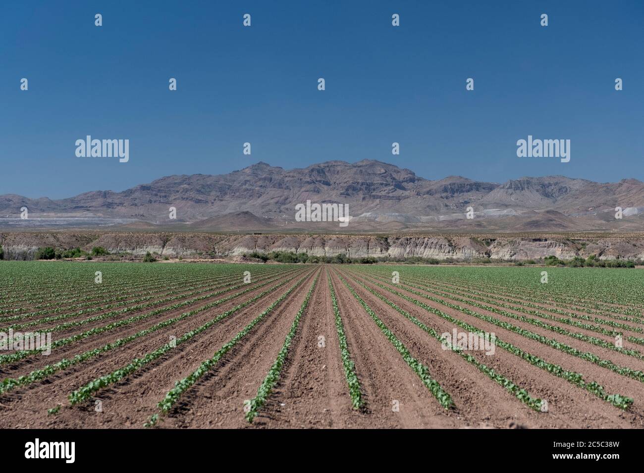 Field of new crops growing in the Gila River Valley, Graham County, Arizona in the summer Stock Photo