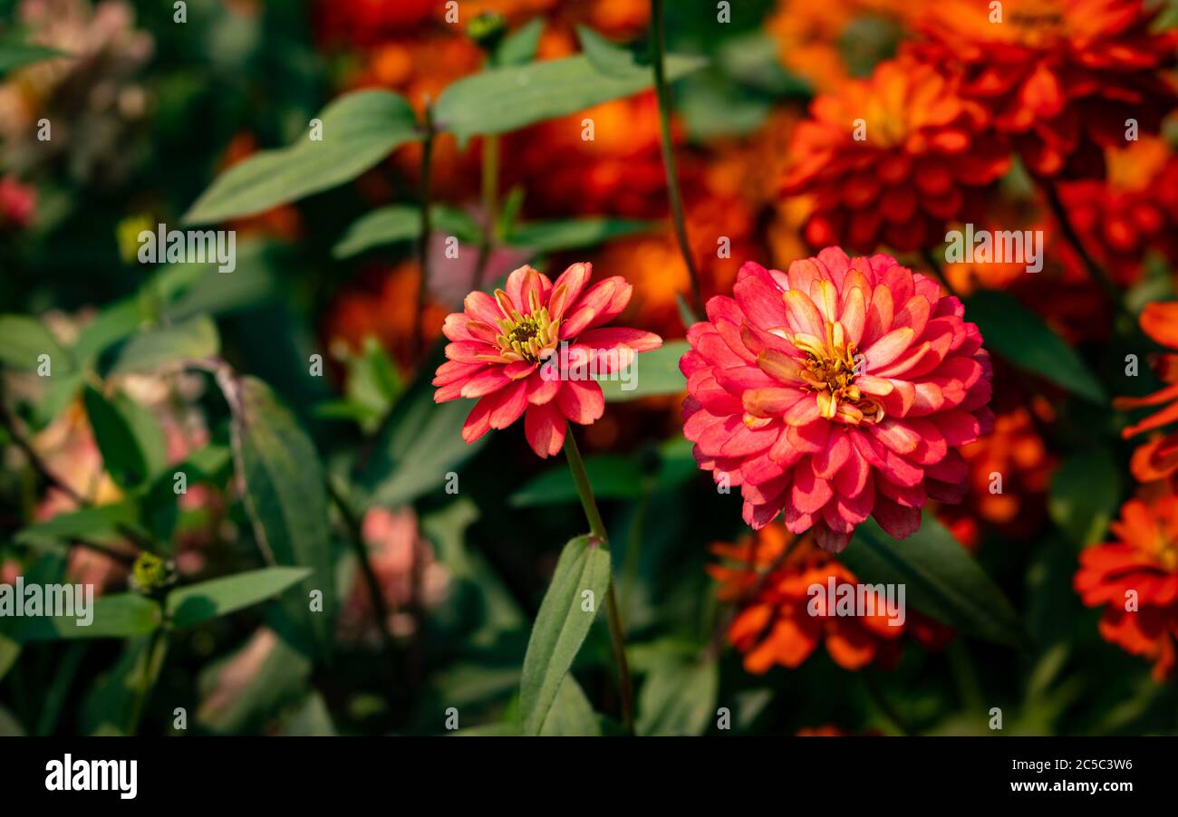 A beautiful landscape of two Zinnia Marylandica 'Double Zahara Rose' flowers with green blur background in summer Stock Photo