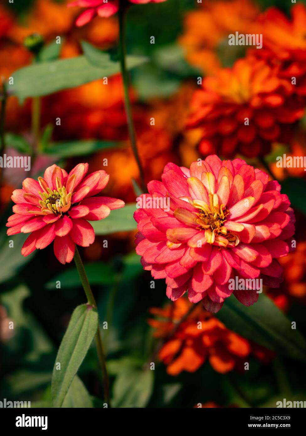 A beautiful close up of two Zinnia Marylandica 'Double Zahara Rose' flowers with green blur background in summer Stock Photo