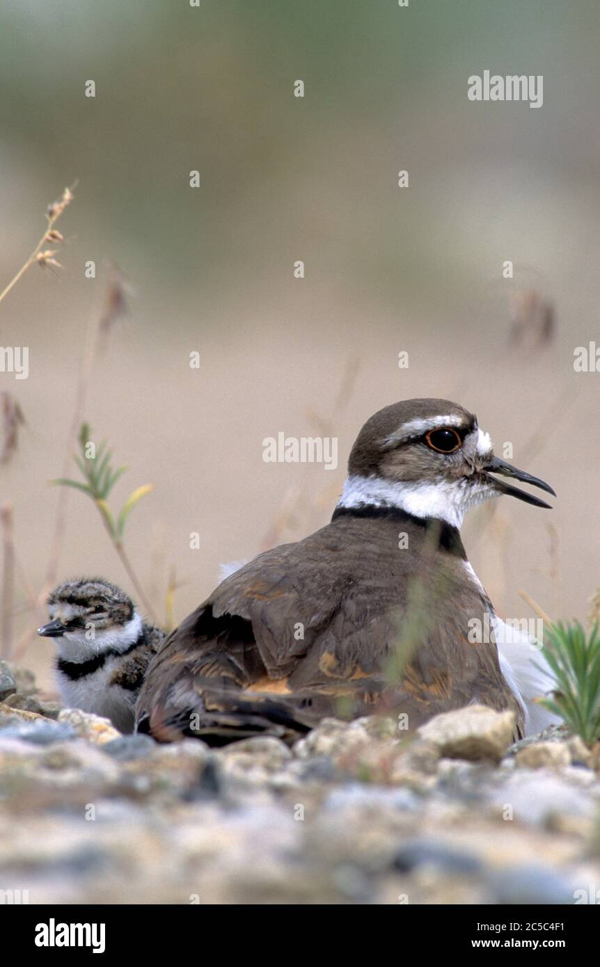 Adult killdeer (Charadrius vociferous) with newly-hatched chick in nest in a gravel parking lot. Stock Photo