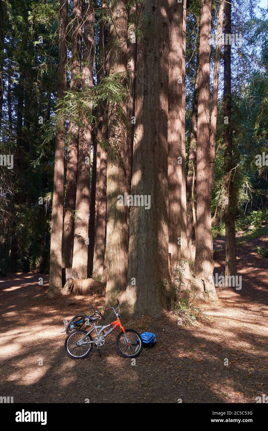 Two kids bikes and a backpack rested on the ground near tall redwood trees at Riverfront Regional Park in Windsor, California. Stock Photo