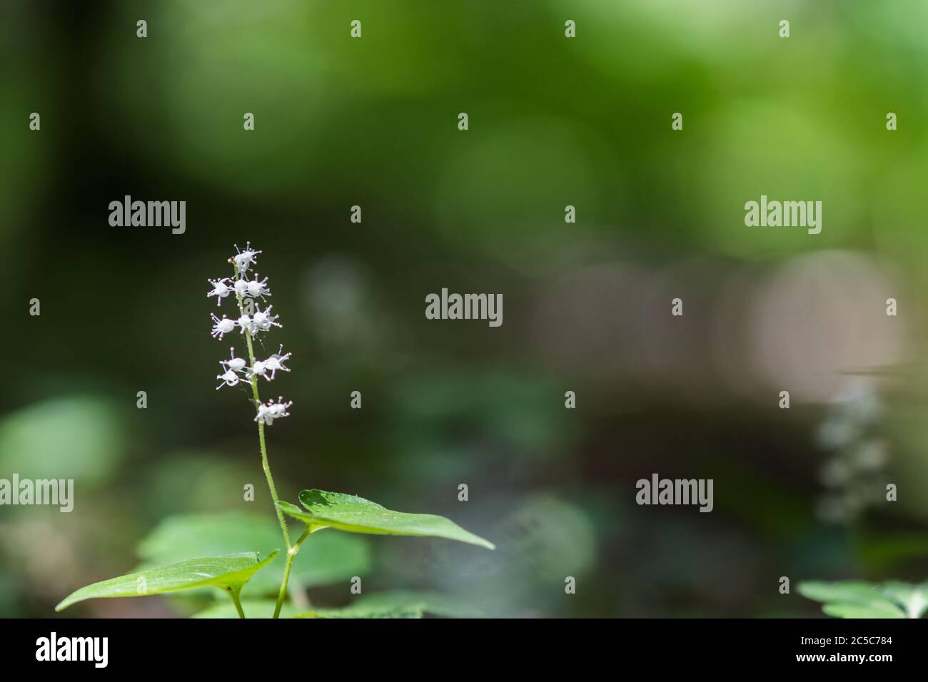 Close up of a False lily of the valley in a low perspective image Stock Photo
