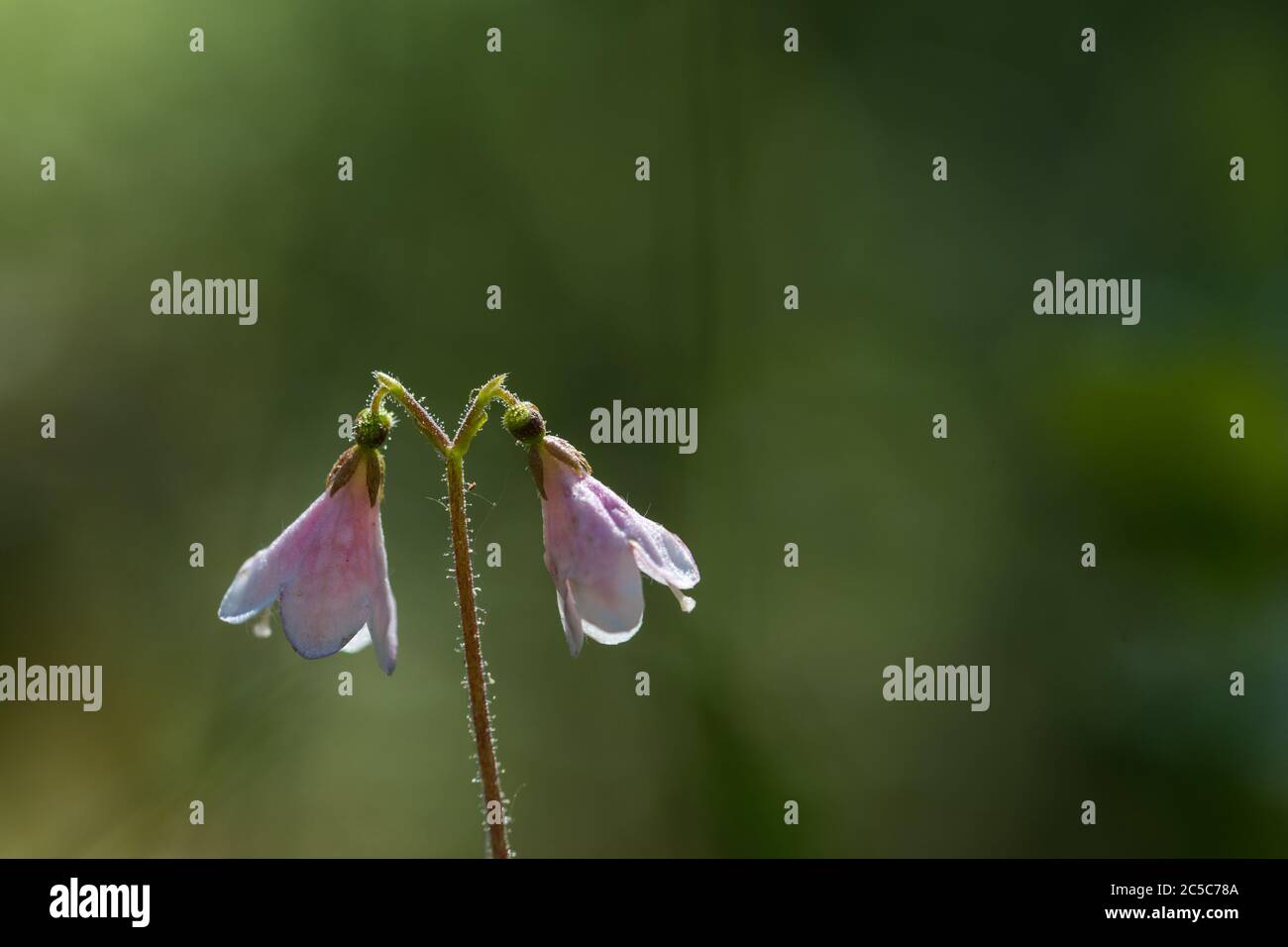 Twinflower twin flower plant hires stock photography and images Alamy