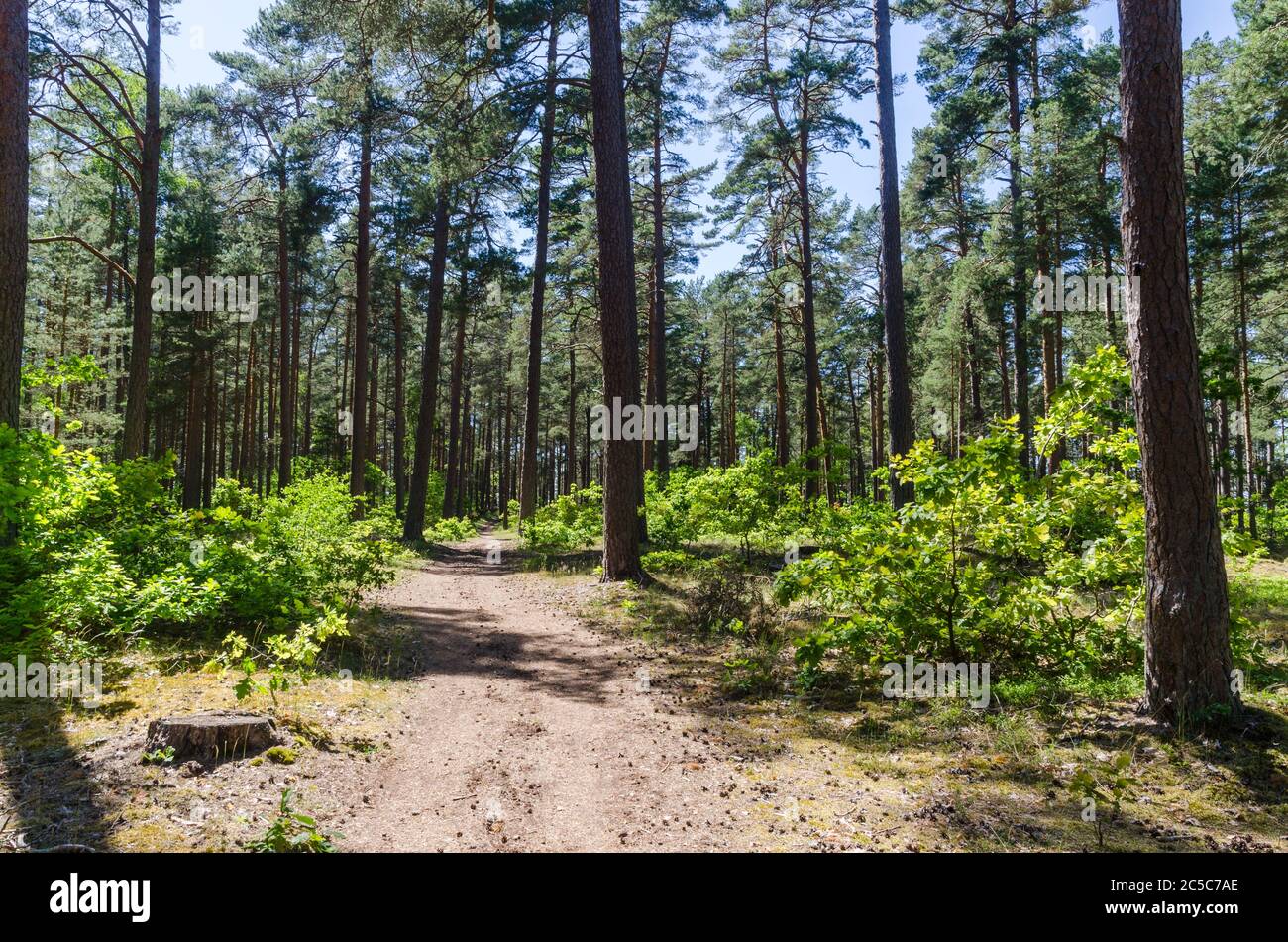 Sunlit footpath in a pine tree forest with lush greenery on the ground Stock Photo