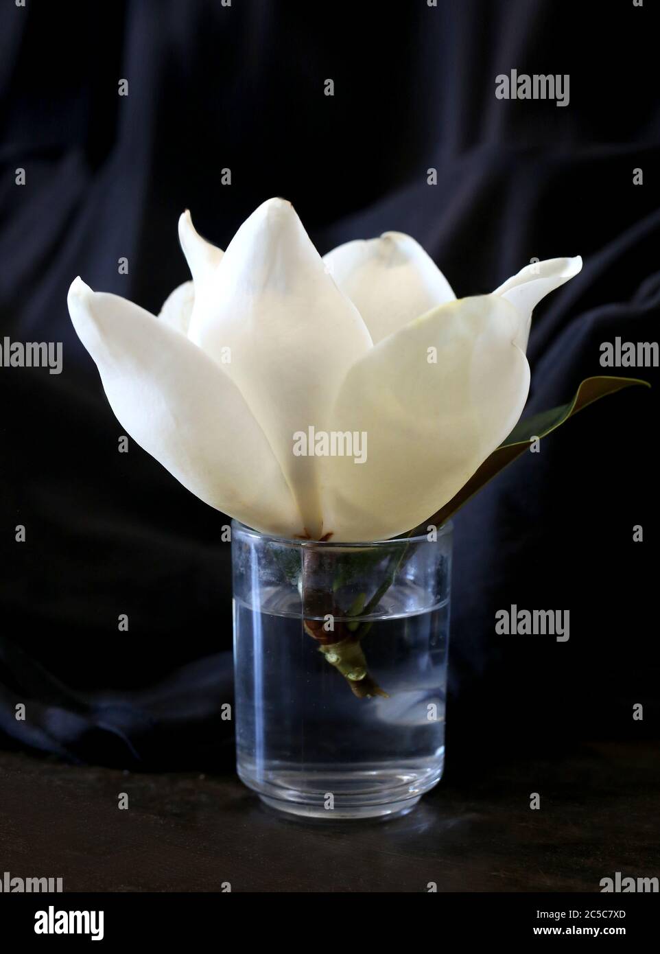 Photo of a beautiful Magnolia flower on a dark background Stock Photo