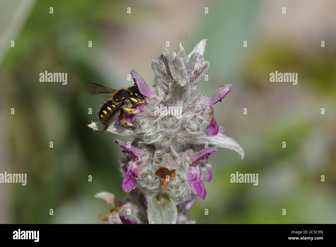 European wool carder bee (Anthidium manicatum) family Megachilidae, the leaf-cutter bees or mason bees on flowers of lamb's-ear or woolly hedgenettle Stock Photo