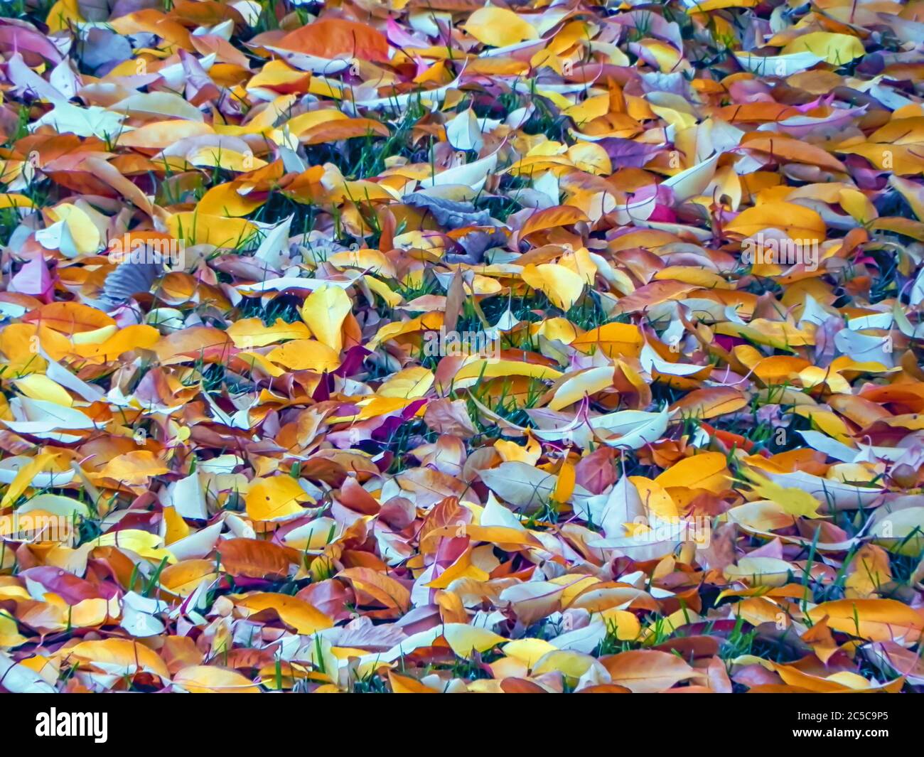 Dried leaves shed by the plants during the fall/autumn season. Maple and cherry leaves are seen in the image. Stock Photo