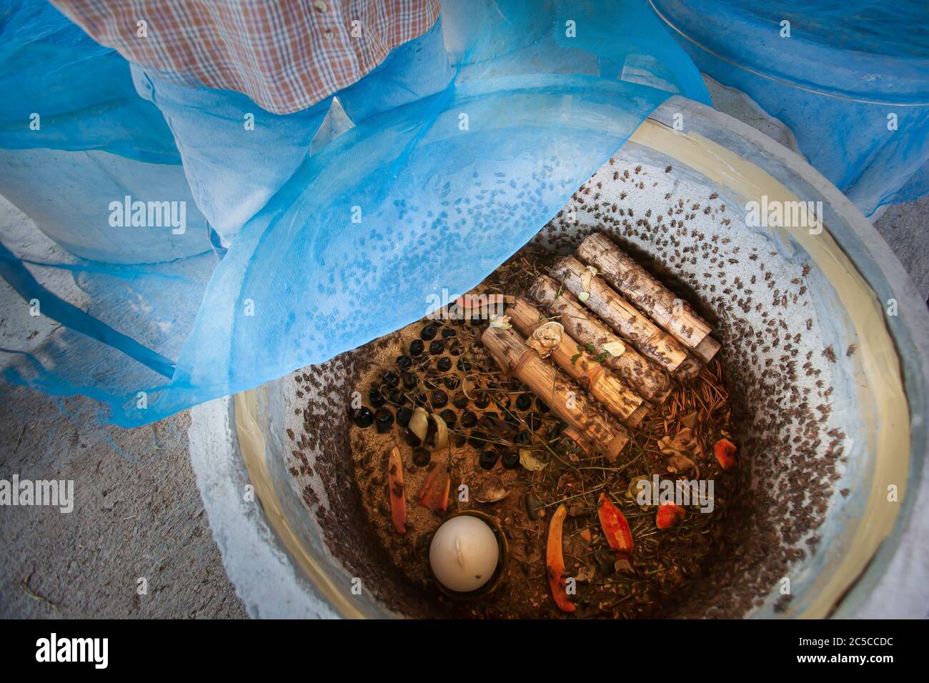 An Asian farmer in his cricket farm, a colony of crickets in the