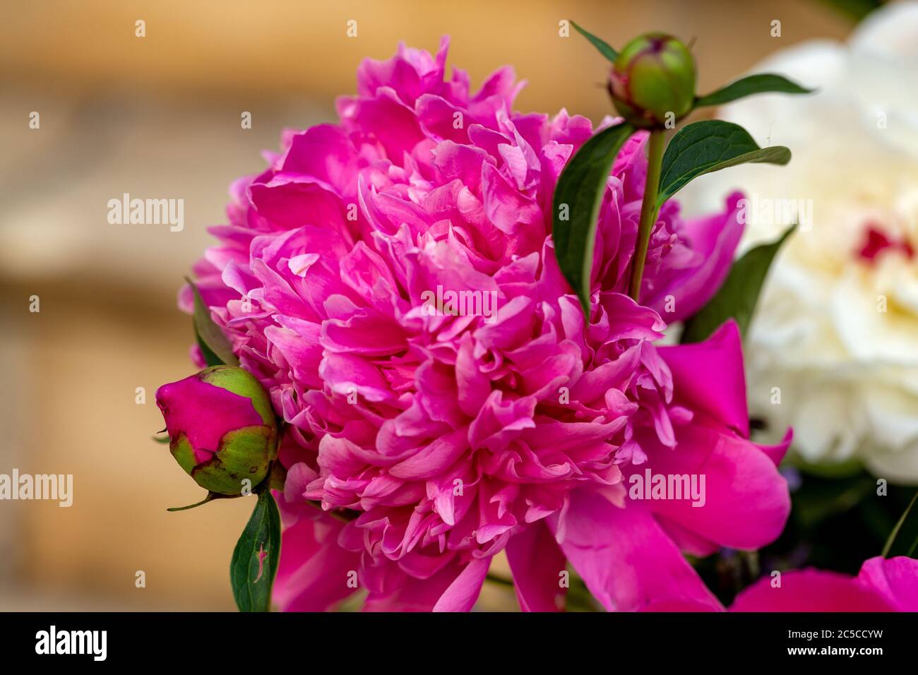 bud of pink peony flower in garden Stock Photo - Alamy