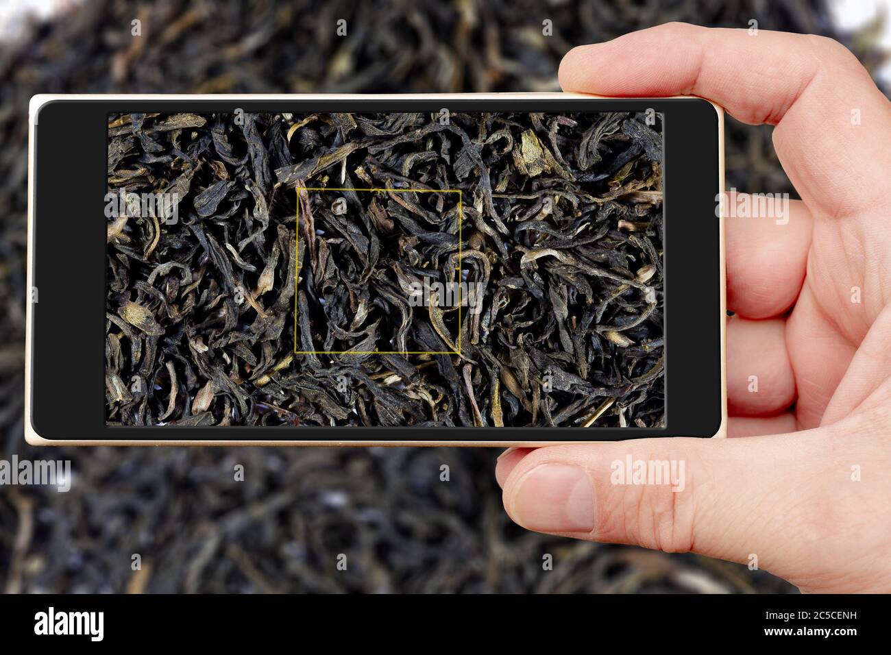 Black tea on smartphone screen. Black tea for making refreshing drink. Textures of black tea. Stock Photo