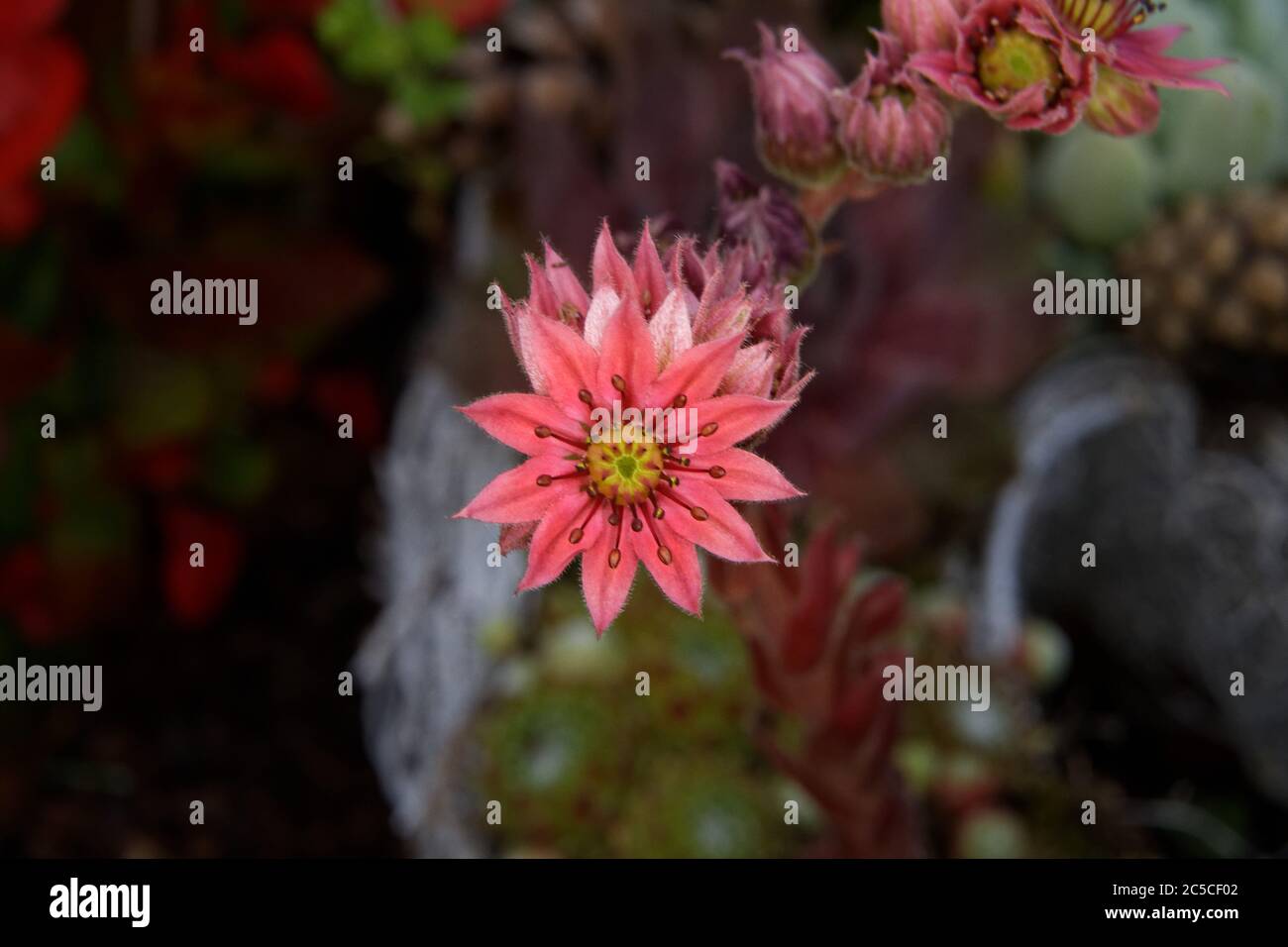 Sempervivum, close-up of a houseleek in bloom against a blurred background Stock Photo