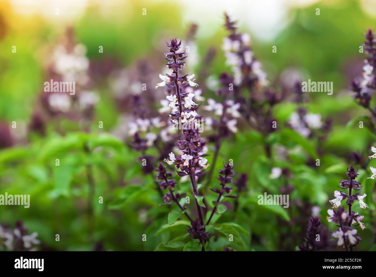 Ocimum sanctum holy basil hires stock photography and images Alamy