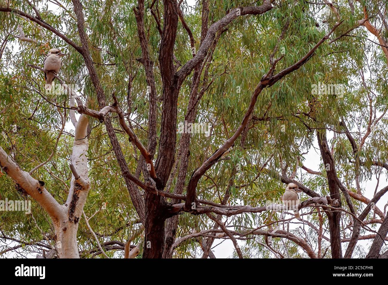 Two kookaburras in a gum tree watching and waiting to steal food from a