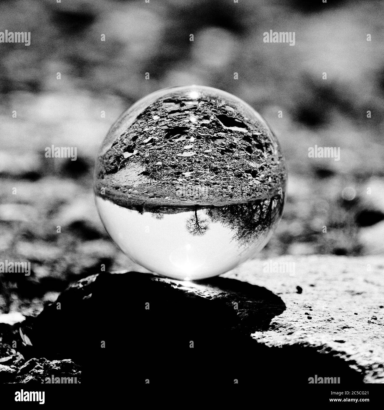 Grayscale shot of a tree reversely reflecting in a crystal ball on a blurred background Stock Photo