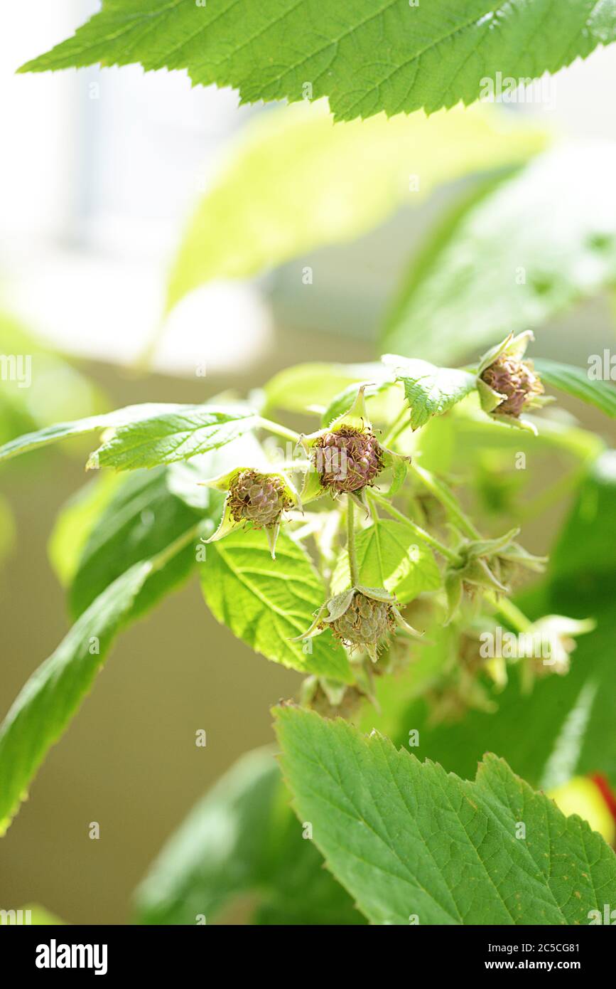 Unripe raspberries gardening growing fresh healthy