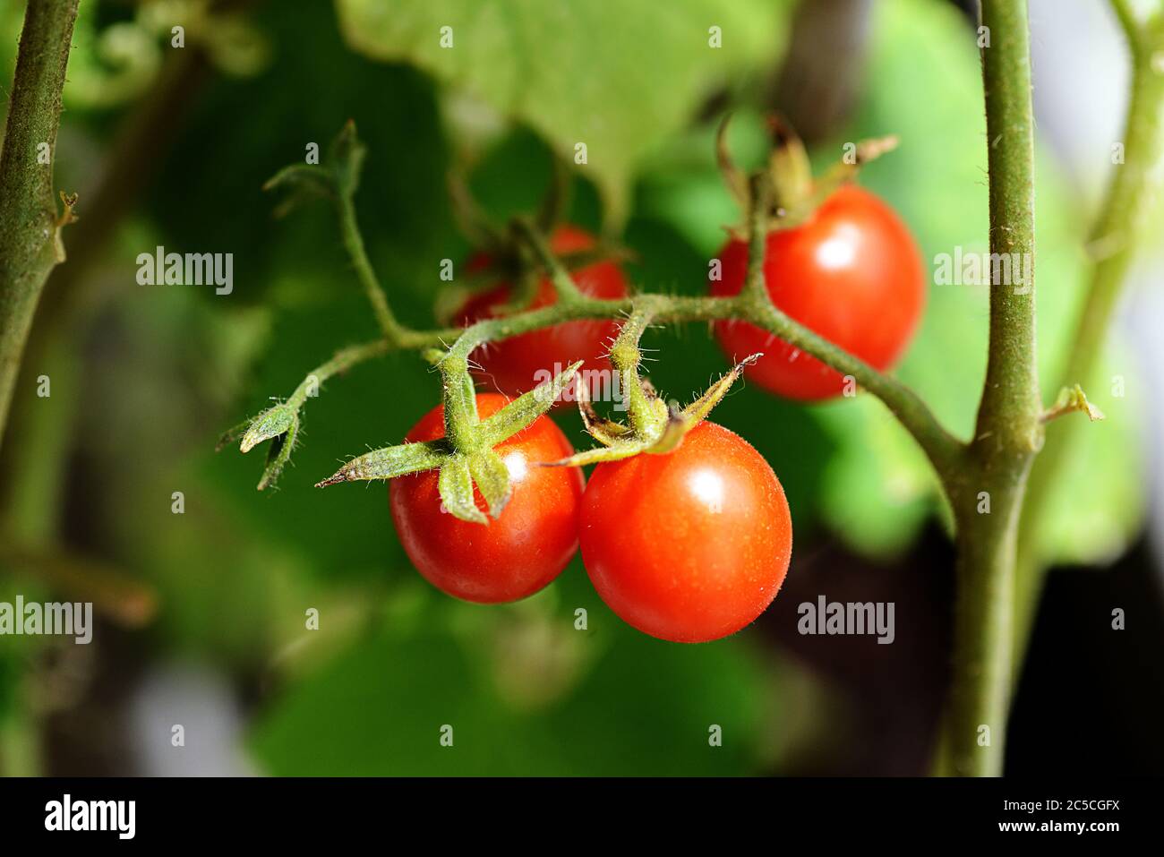 gardening red tomatoes growing fresh healthy eating Stock Photo Alamy