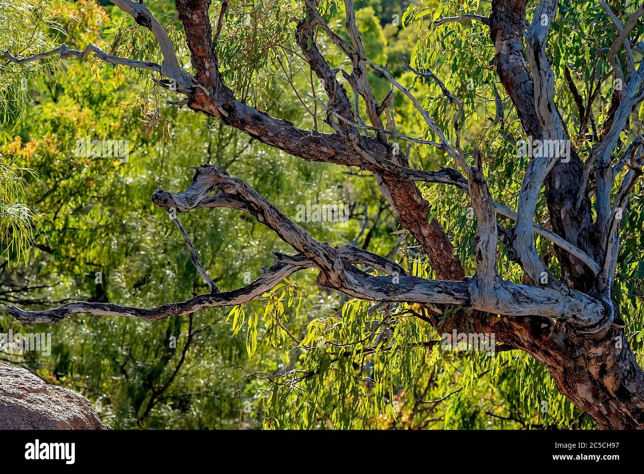 Bright light through the trees behind textured tree branches in the Australian bush Stock Photo