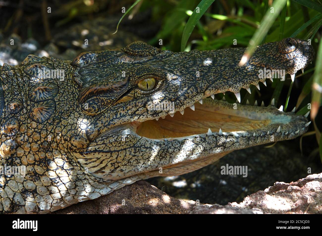 Closeup view of alligator with open mouth hiding from the heat under the deep shadows of green grass. Stock Photo