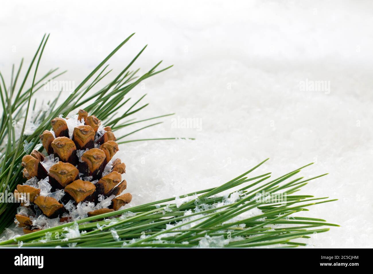 Fir cone with green foliage sprinkled with snow flakes with copy space to add a custom message Stock Photo