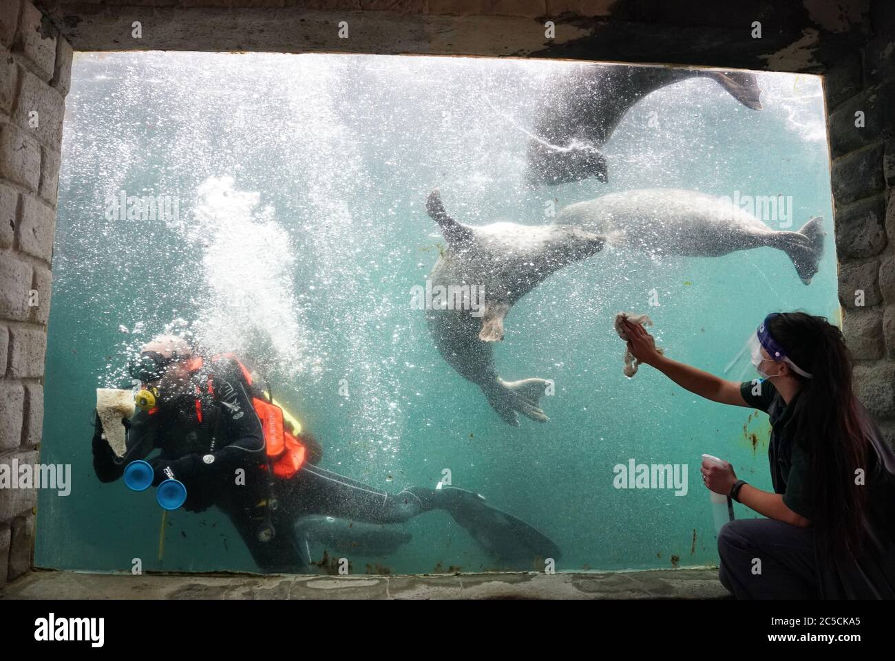 Susie Lovvick-Earle, a member of staff at Tynemouth Aquarium in North Shields, wears personal protective equipment (PPE) to clean the windows of the seal tank along with a diver, as it prepares to open on Saturday after further coronavirus lockdown restrictions are lifted in England. Stock Photo