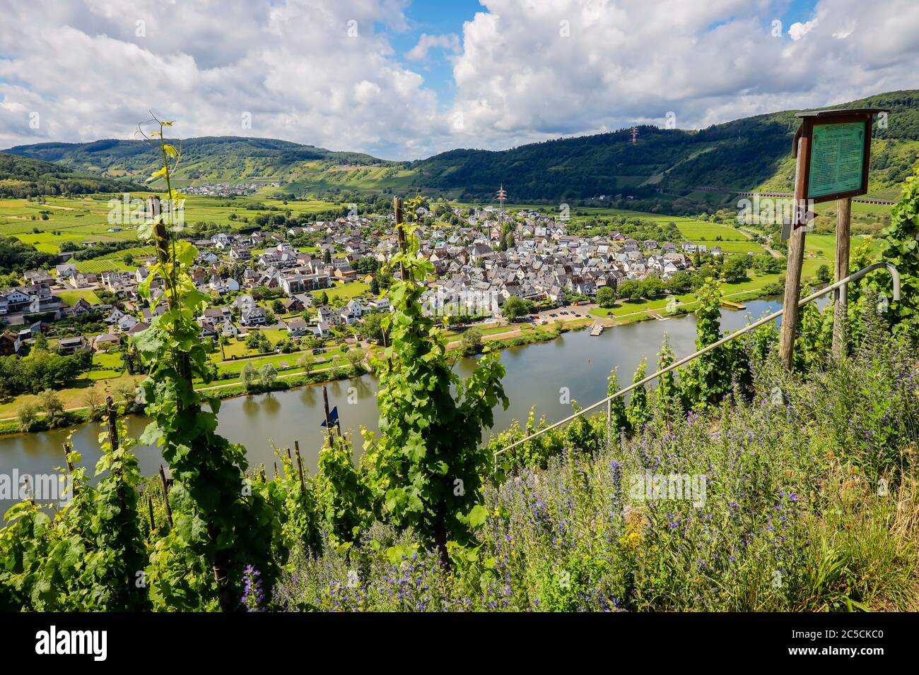 PŸnderich, Rhineland-Palatinate, Germany - Vineyards on the Moselle. Puenderich, Rheinland-Pfalz, Deutschland - Weinberge an der Mosel. Stock Photo