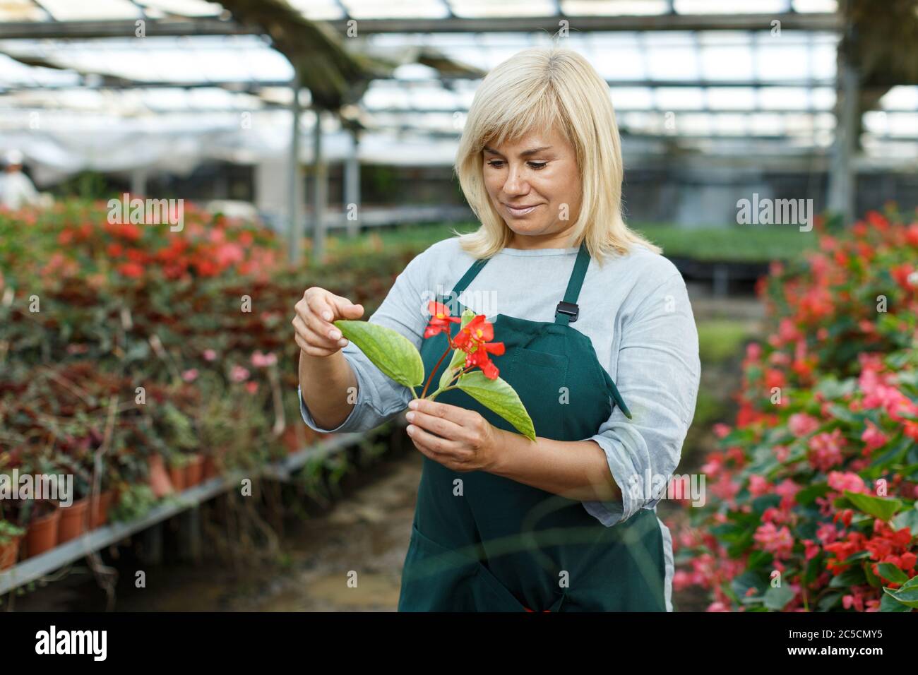Portrait of mature female gardener working with begonia plants in ...