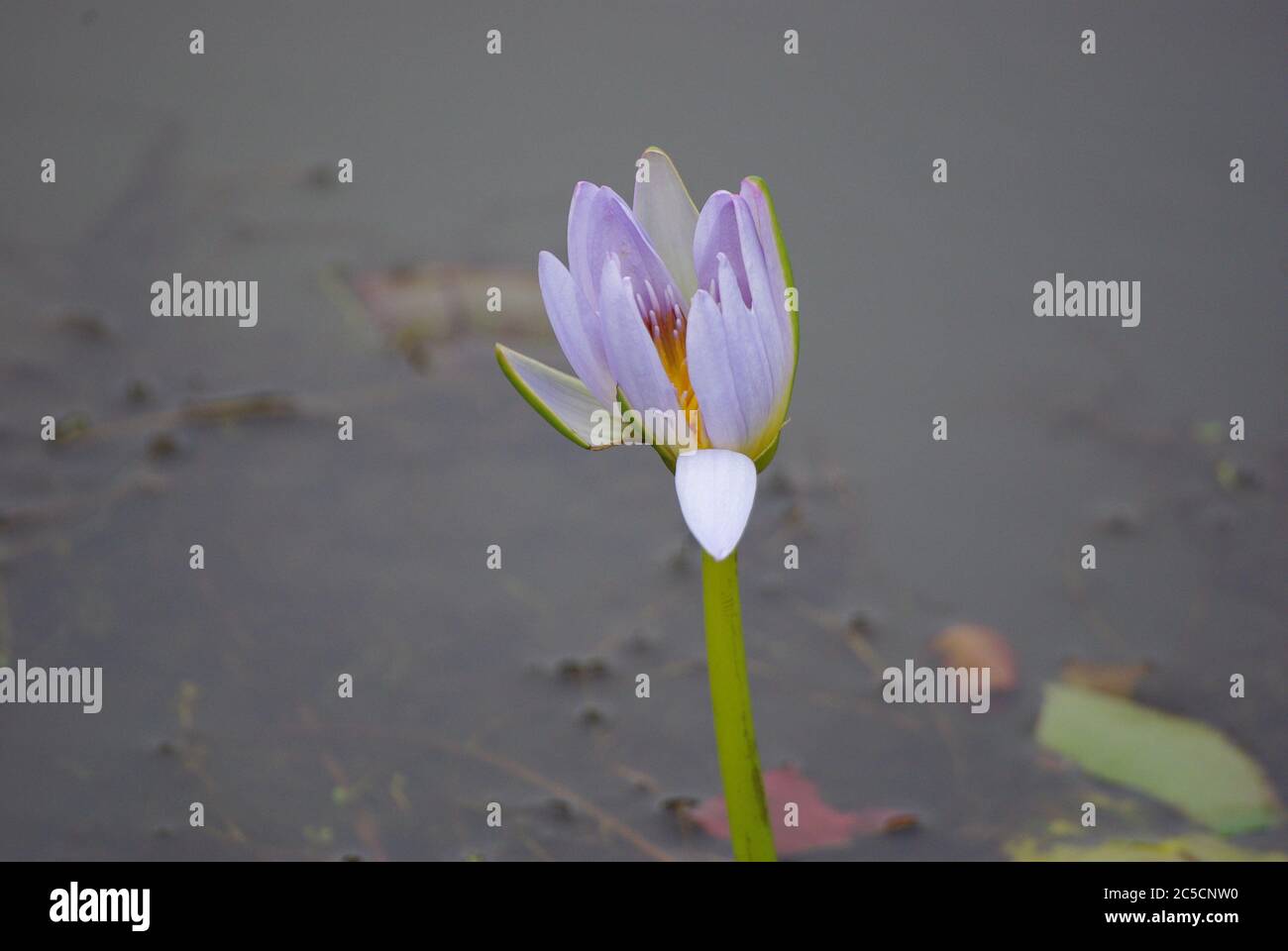 Water Lily bud at Mapleton Lilyponds Queensland Australia Stock Photo