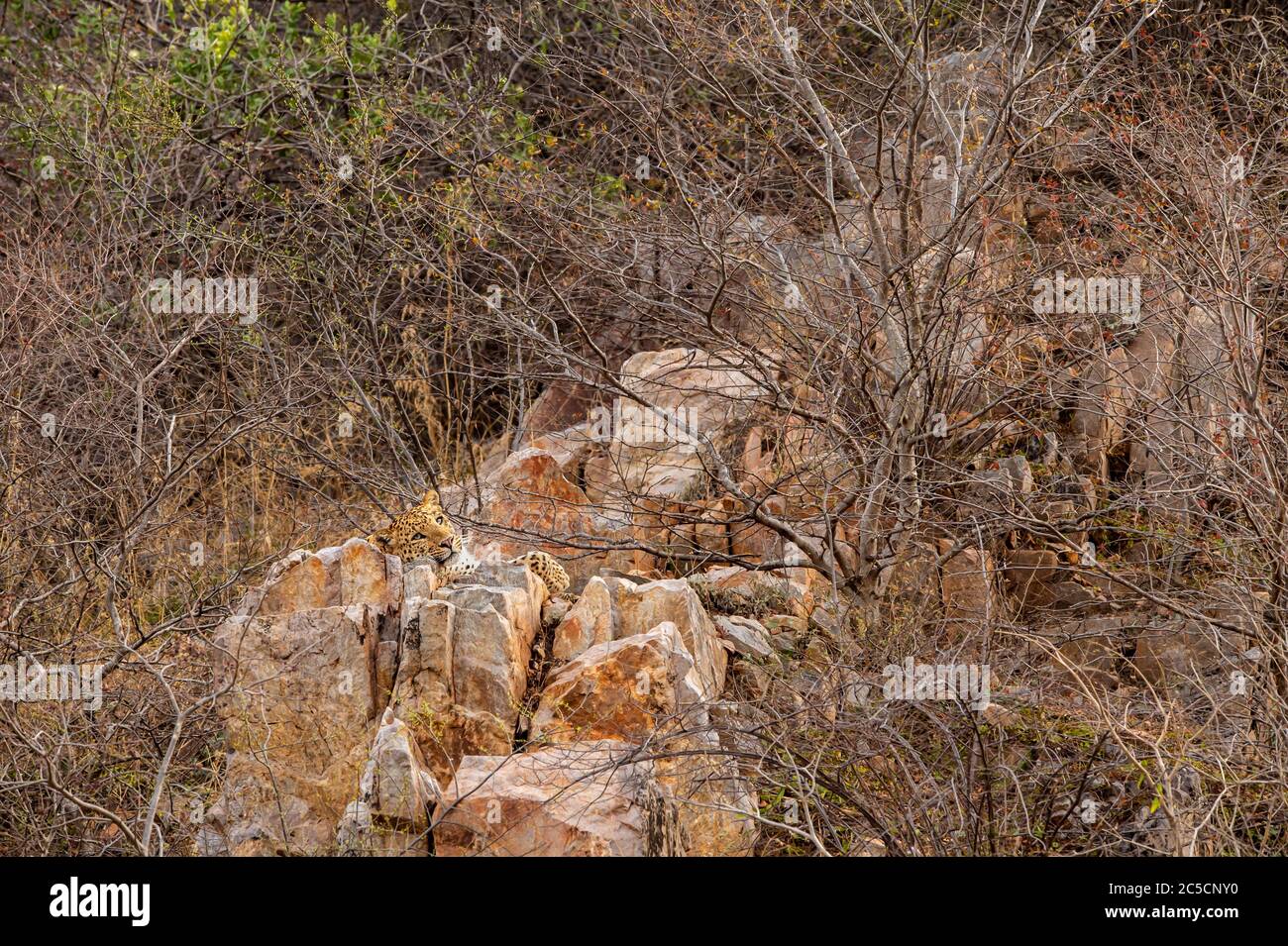 wild male leopard or panther resting on rock over hill during safari in indian forest - panthera pardus fusca Stock Photo