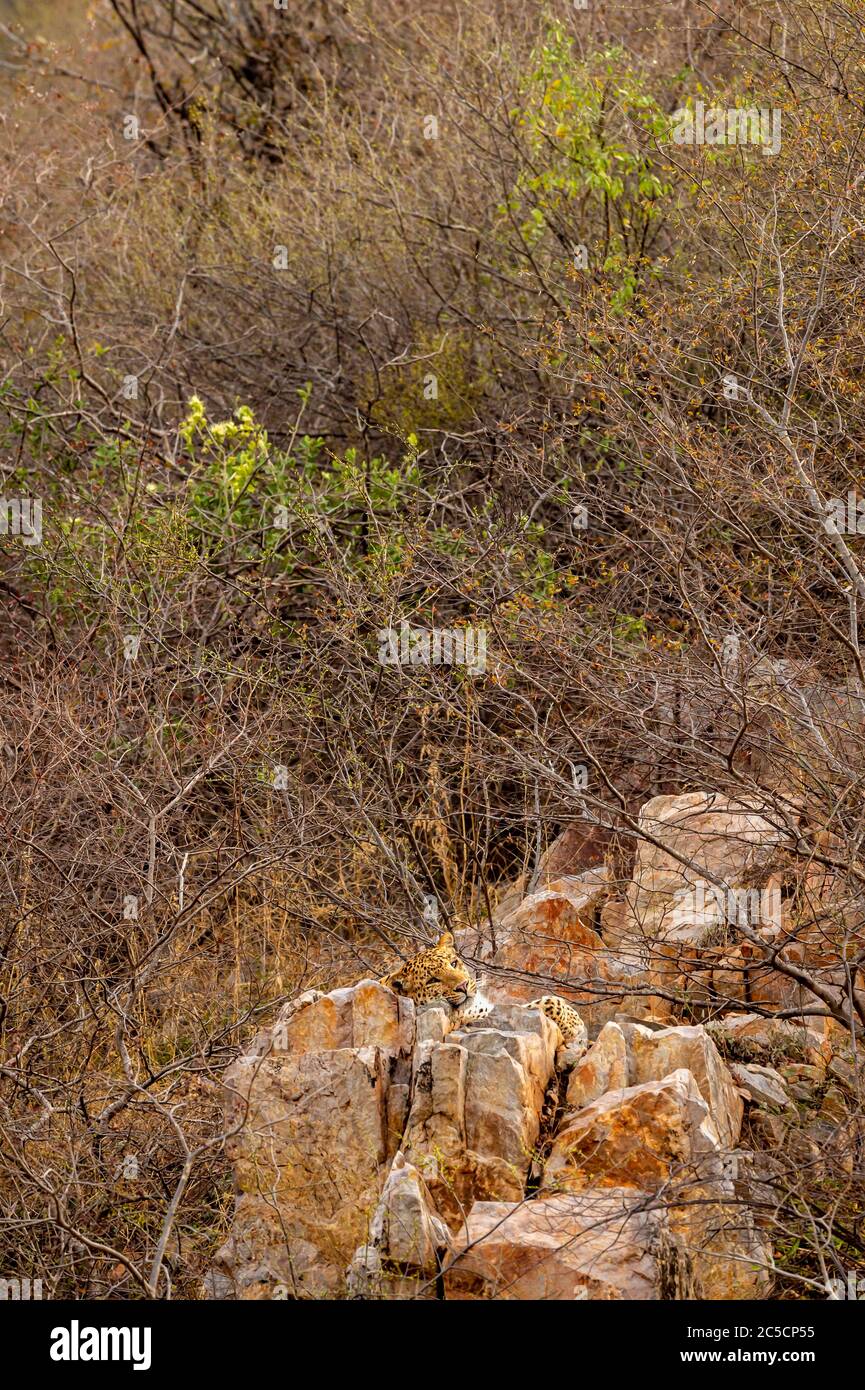 wild male leopard or panther resting on rock over hill during safari in indian forest - panthera pardus fusca Stock Photo