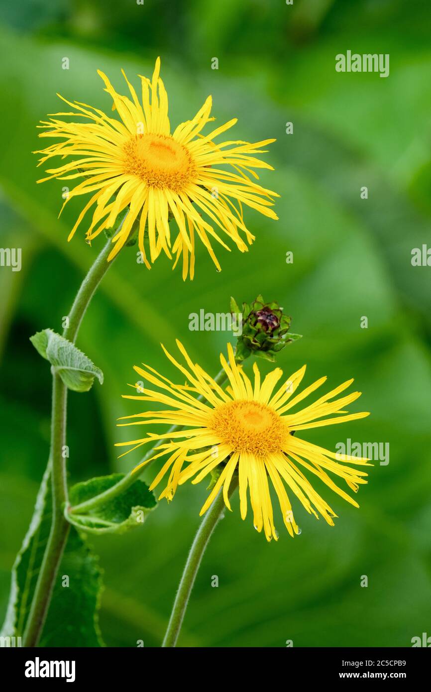 Bright yellow flowers of Inula magnifica. Magnificent Elecampane, Giant Fleabane, Showy Elecampagne. Stock Photo