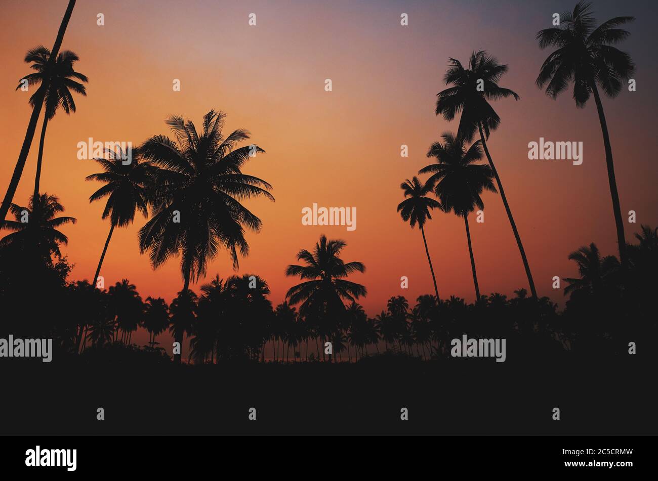 Beautiful tropical coconut palm tree over sunset sky background - Image ...