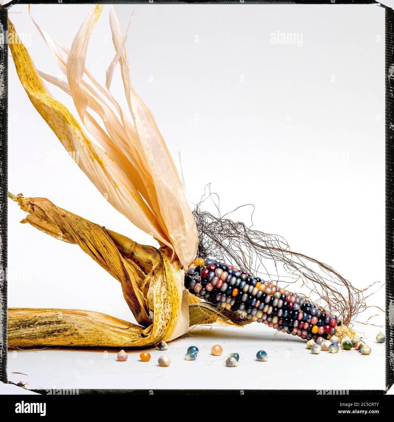 Multicolored ripe corn on a white background Stock Photo