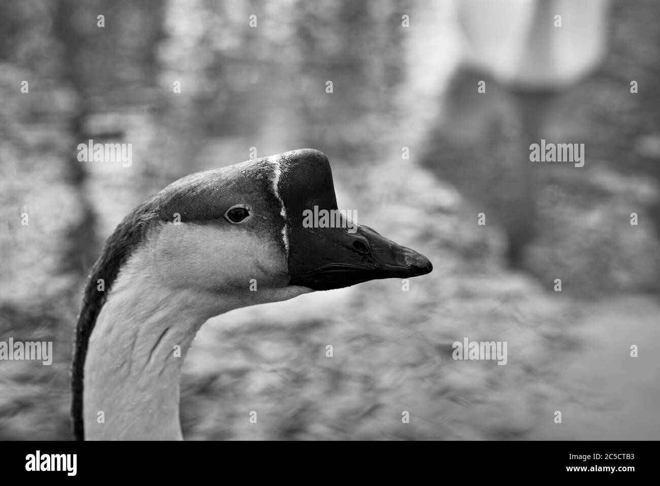 A detail head shot or animal portrait of a brown Chinese goose having typical basal knob on the upper side of the bill with lake water background Stock Photo