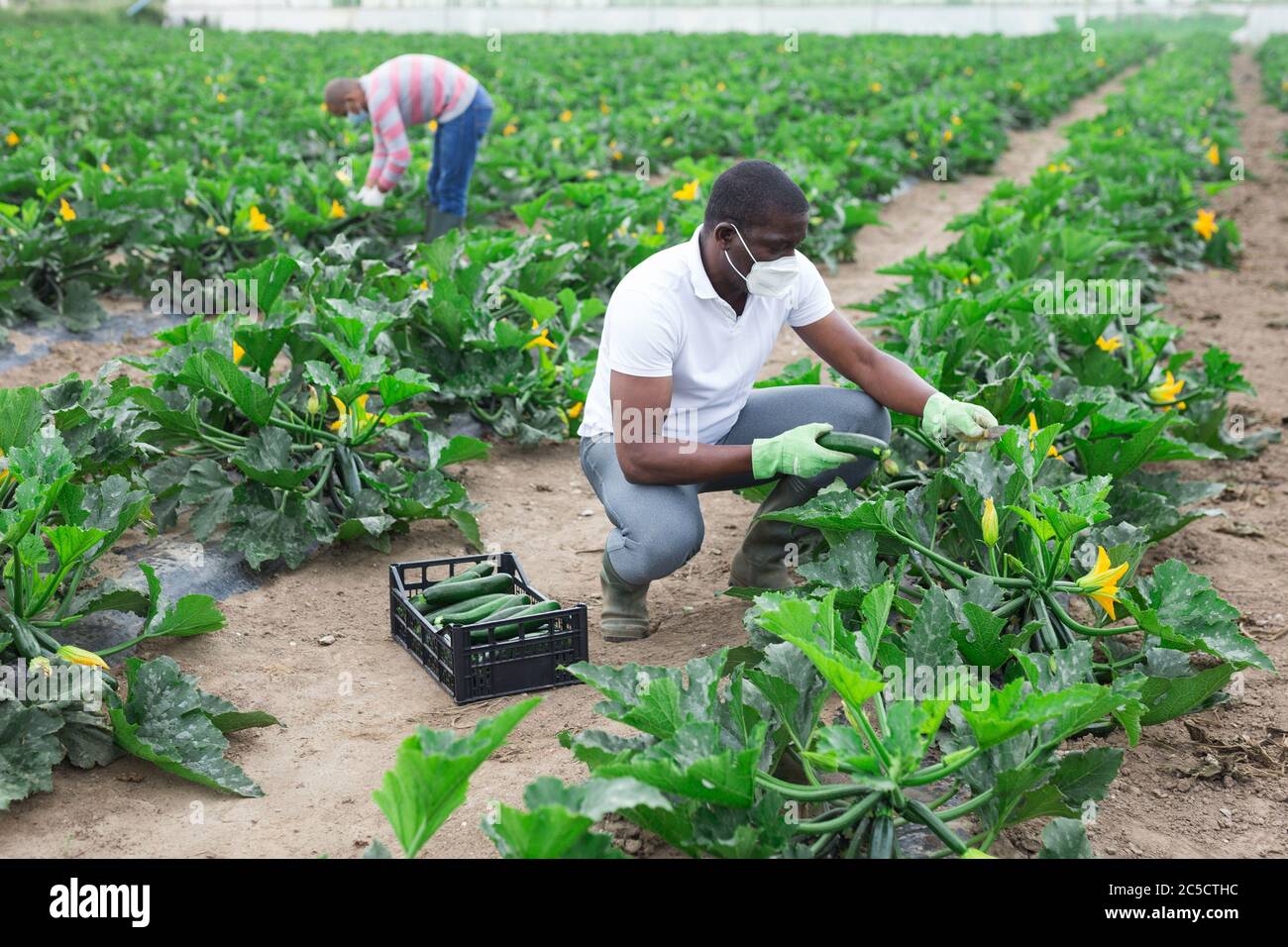 Portrait of African american farmer wearing medical face mask harvesting  zucchini on vegetable plantation. Concept of work in context of coronavirus  p Stock Photo - Alamy