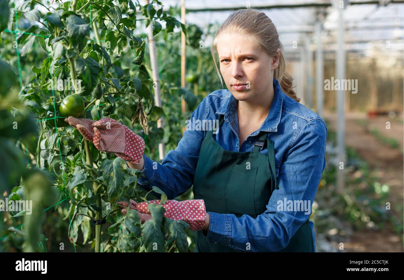 Woman gardener in apron working with green tomatoes in sunny greenhouse ...