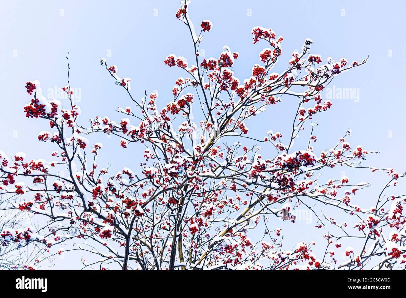 Christmas winter background with blue sky, hawthorn berries, Stock Photo