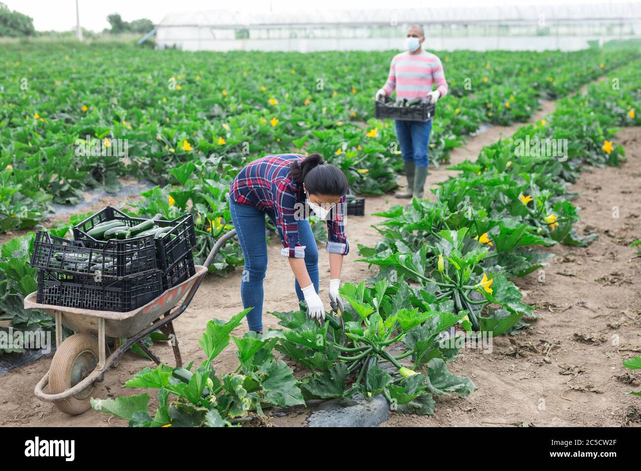 Multinational group of people in disposable medical masks working on farm field on spring day, picking organic green courgettes. Concept of health pro Stock Photo