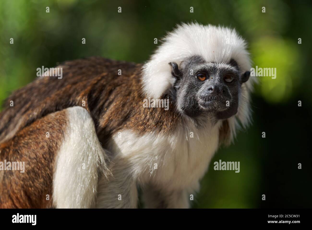 Cotton-top Tamarin - Saguinus oedipus, beautiful small primate from South American tropical forests, Colombia. Stock Photo