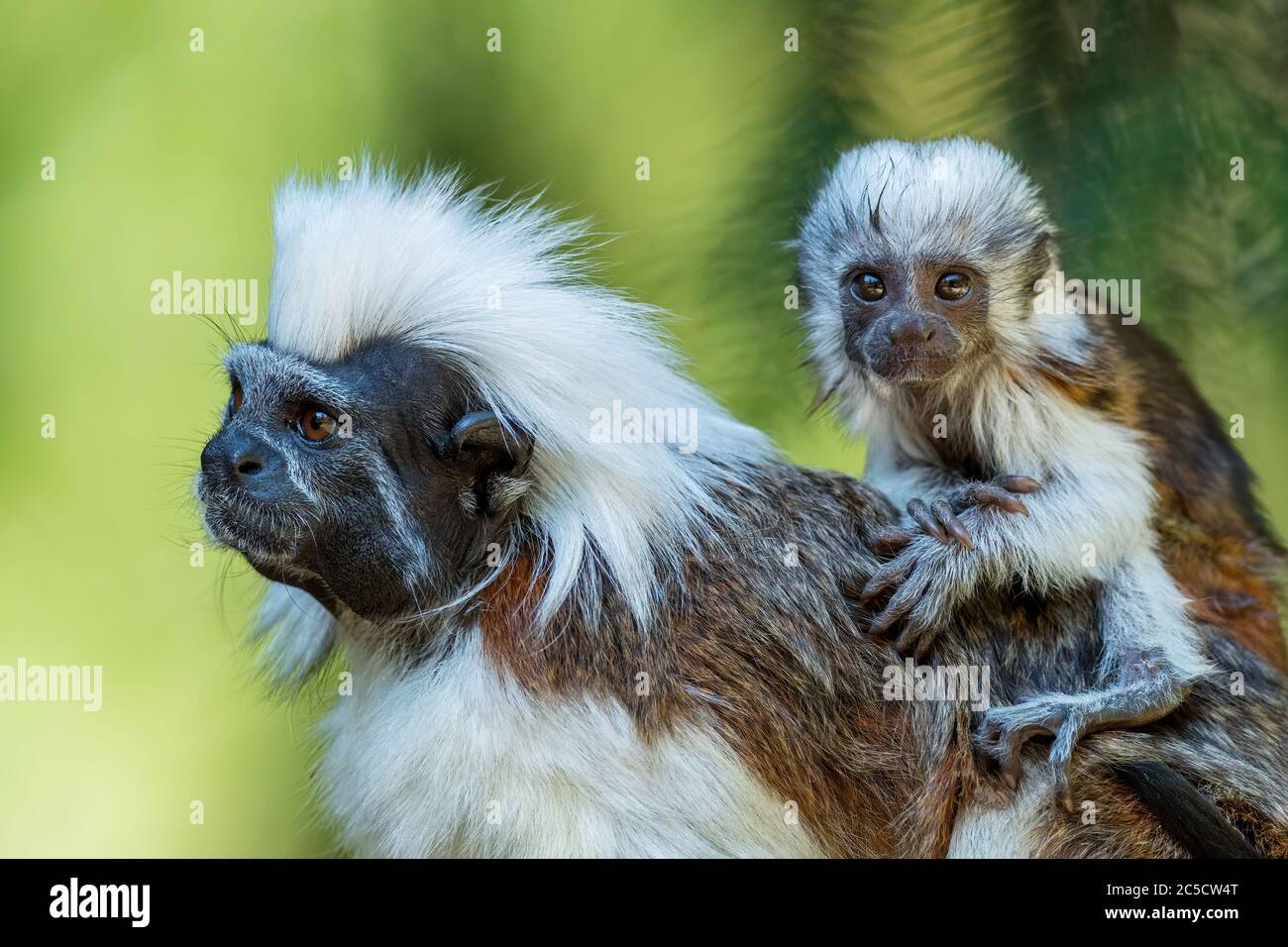Cotton-top Tamarin - Saguinus oedipus, beautiful small primate from South American tropical forests, Colombia. Stock Photo