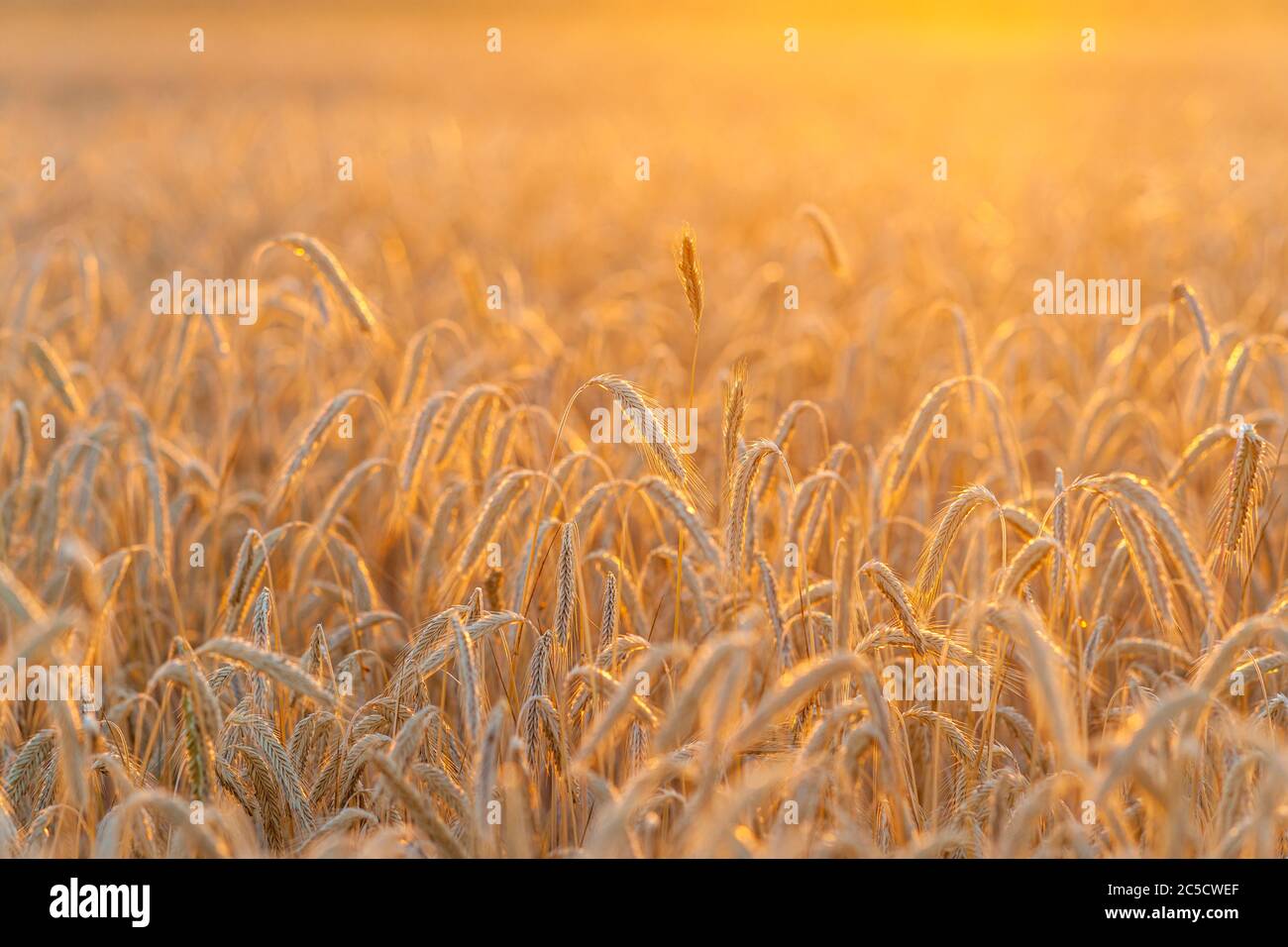 SONY DSC Stock Photo